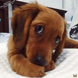 🐶