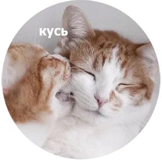 😼