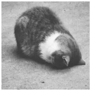 😺