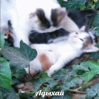 😴