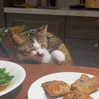 🐈