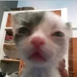 😺