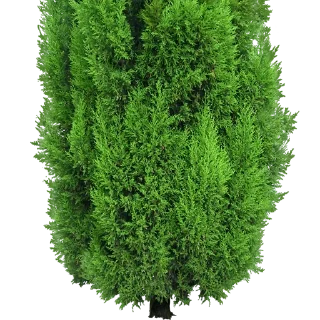 🌲