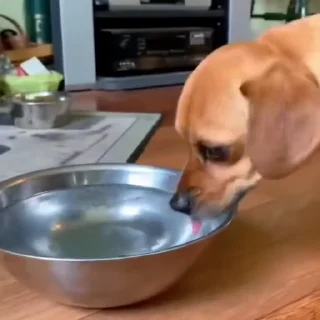 🐩