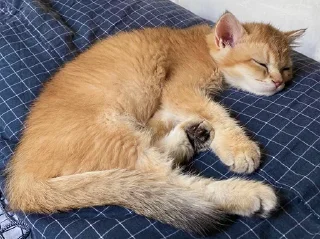 😴