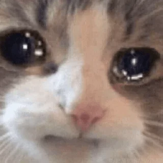 🐱