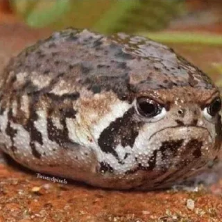 😠
