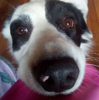 🥺