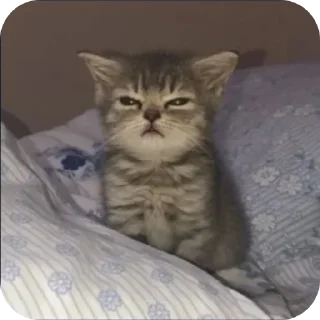 🐱