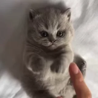 🌟