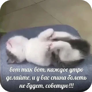 🐱