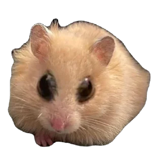 🫥