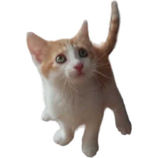 🐈
