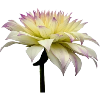 🌼