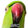 Bro Parrot