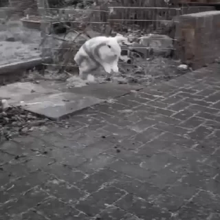 🐇