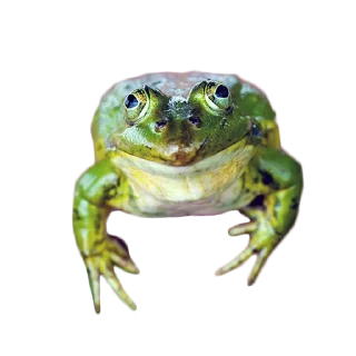 🐸