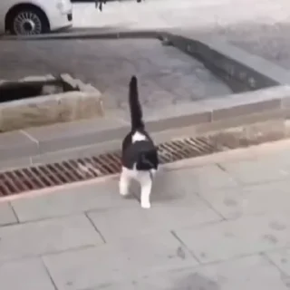 🐈