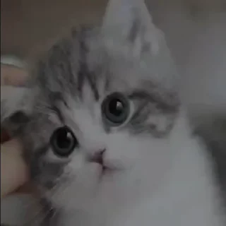 😡