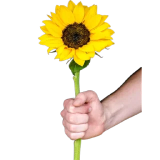 🌻