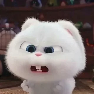 🐰