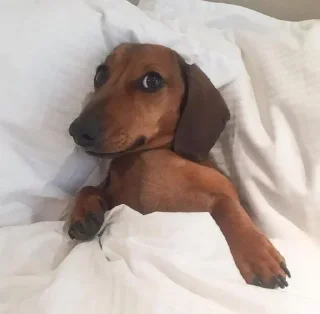 💤