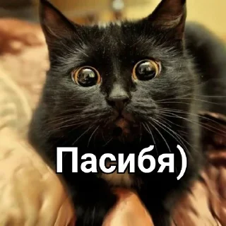 🐈