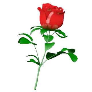 🌹