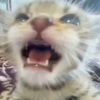🐈‍⬛