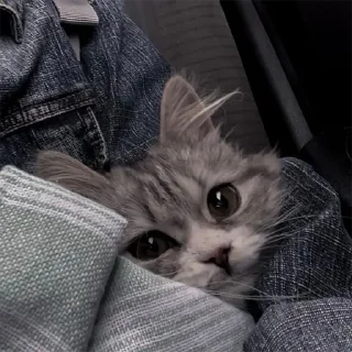 🐈