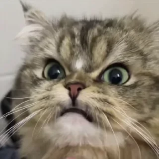 😠