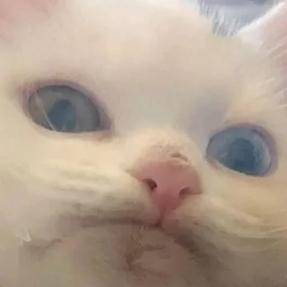 🥸