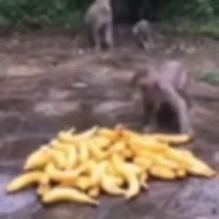 🐵