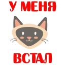 Cats stickers @stickersb2b