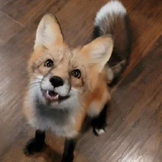 🦊