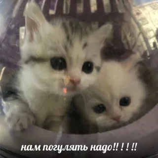 👫