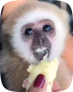 🐵