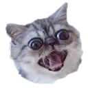 Котбезумен