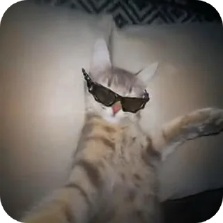 😽