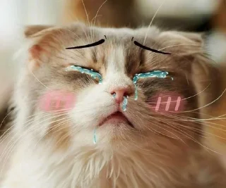 🐱