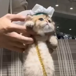 🐈‍⬛️