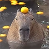 Capybara's world
