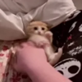 🐈‍⬛