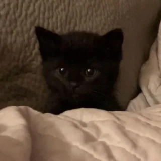 🐱