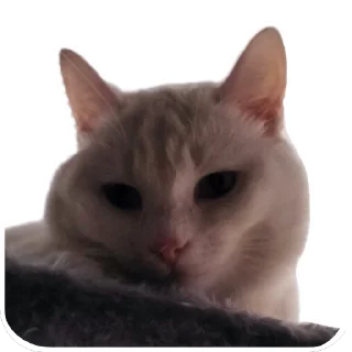 🐱