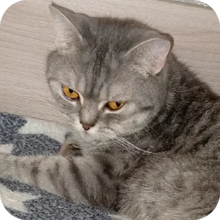 🐱