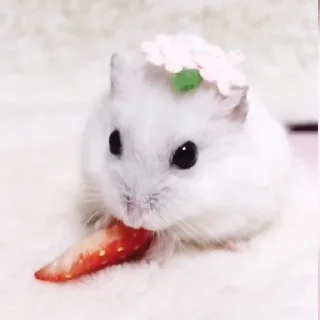 🐹