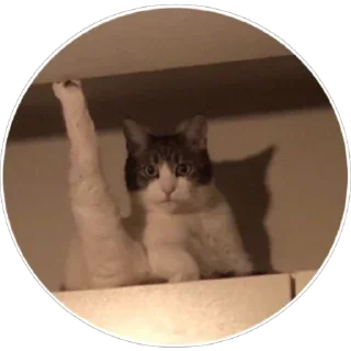 🐈