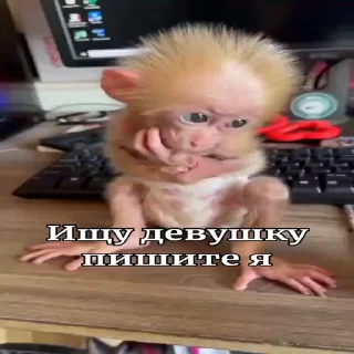🐵
