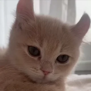 🥺